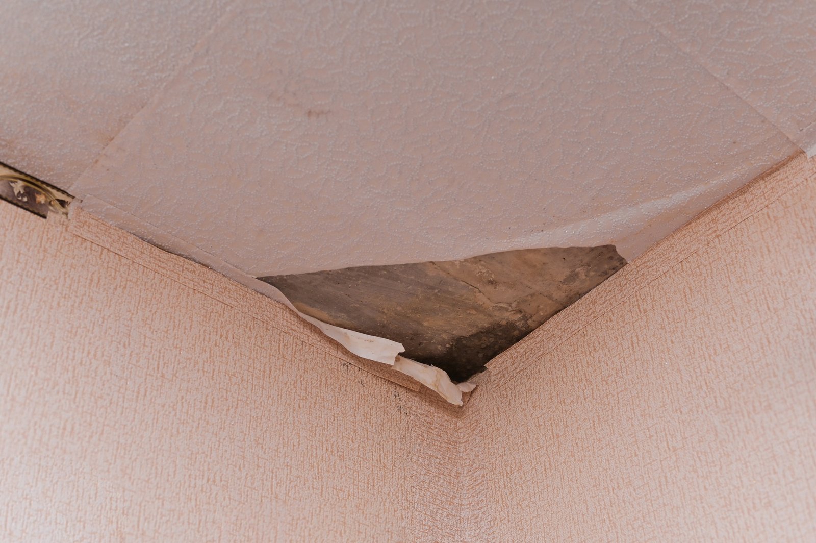 mold on the ceiling. due to the dampness, mold formed and the wallpaper peeled off
